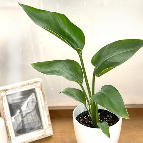 オーガスタ 観葉植物 室内」の人気商品一覧 | 安い商品を通販